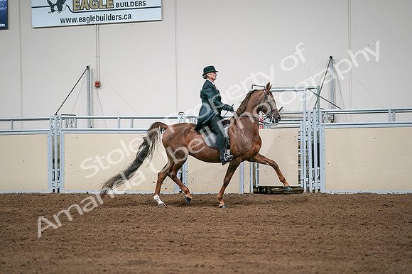 2020 - AB Morgan Horse - Fri, Sept 04 - 08114