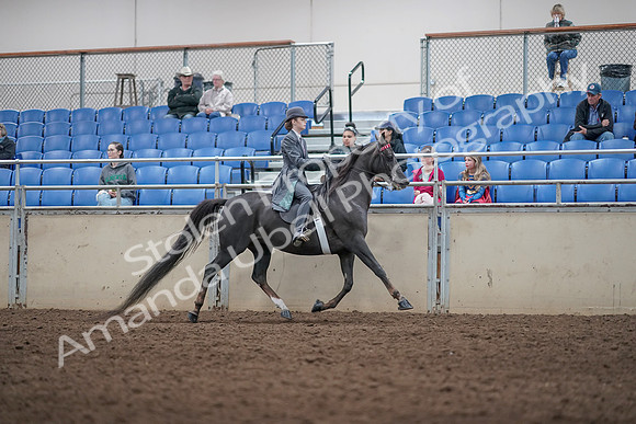 2019 Morgan Horse Show - Aug 31, 2019 - 09636