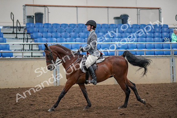 2019 Morgan Horse Show - Aug 30, 2019 - 23455
