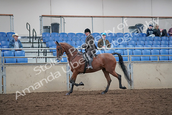 2019 Morgan Horse Show - Aug 31, 2019 - 15002