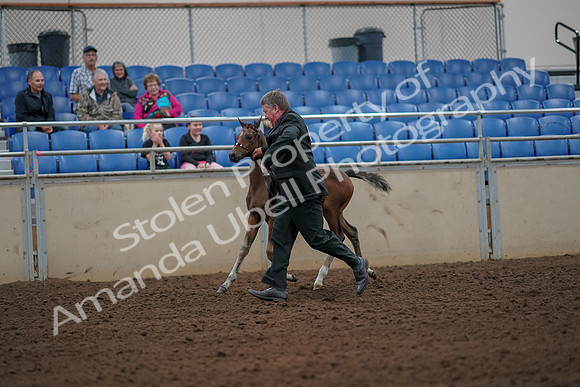 2019 Morgan Horse Show - Aug 30, 2019 - 24654