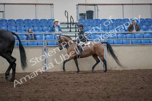 2019 Morgan Horse Show - Aug 31, 2019 - 14913