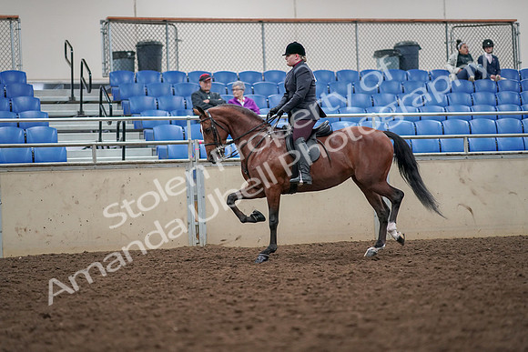 2019 Morgan Horse Show - Aug 30, 2019 - 20439