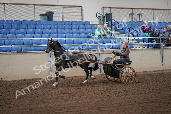 2019 Morgan Horse Show - Aug 30, 2019 - 13084