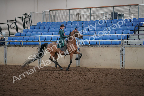 2019 Morgan Horse Show - Aug 30, 2019 - 28170
