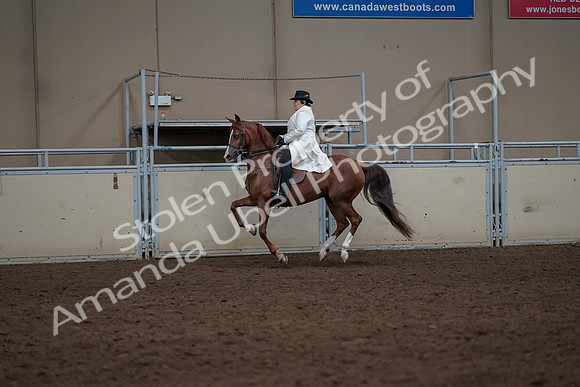 2019 Morgan Horse Show - Aug 31, 2019 - 17906