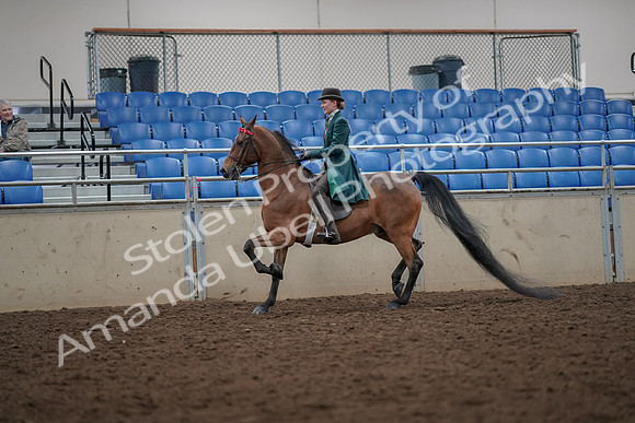2019 Morgan Horse Show - Aug 30, 2019 - 27958