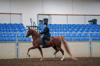 2019 Morgan Horse Show - Aug 30, 2019 - 21400