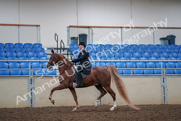 2019 Morgan Horse Show - Aug 30, 2019 - 21400