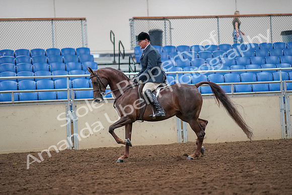 2019 Morgan Horse Show - Aug 30, 2019 - 17340