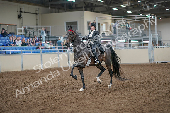 2020 - AB Morgan Horse - Fri, Sept 04 - 11115