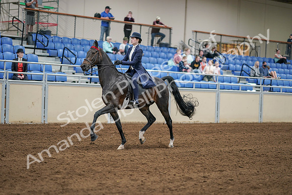 2020 - AB Morgan Horse - Sat, Sept 05 - 06267