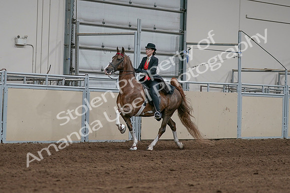 2020 - AB Morgan Horse - Fri, Sept 04 - 09711