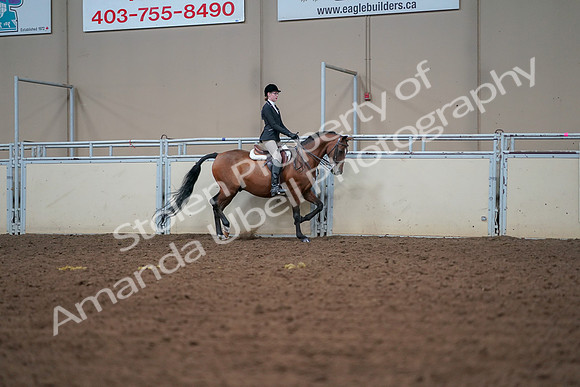 2019 Morgan Horse Show - Aug 30, 2019 - 20752