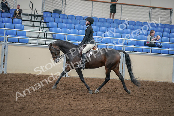 2020 - AB Morgan Horse - Fri, Sept 04 - 05844