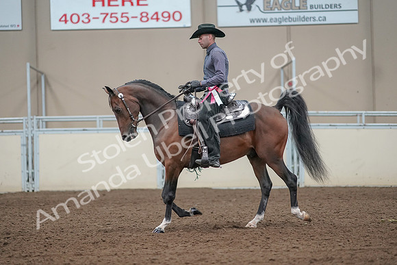 2019 Morgan Horse Show - Aug 31, 2019 - 06281