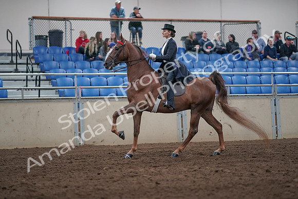 2019 Morgan Horse Show - Aug 31, 2019 - 20664
