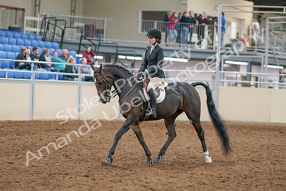 2020 - AB Morgan Horse - Sat, Sept 05 - 14271