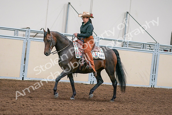 2020 - AB Morgan Horse - Sun, Sept 06 - 01552