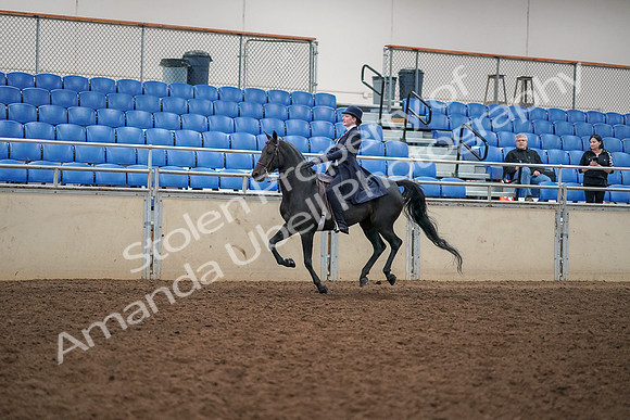 2019 Morgan Horse Show - Aug 30, 2019 - 12327