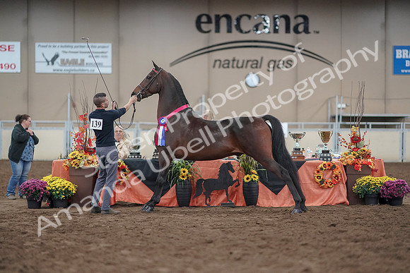 2019 Morgan Horse Show - Aug 31, 2019 - 03822
