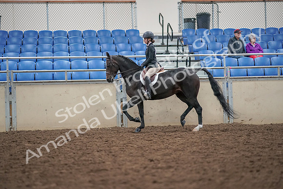 2019 Morgan Horse Show - Aug 30, 2019 - 20106
