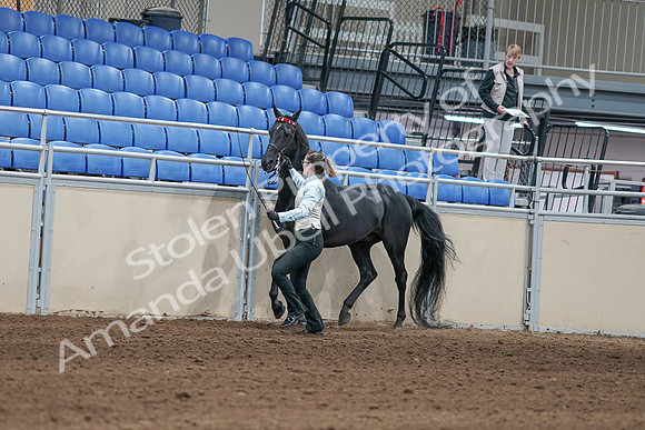 2020 - AB Morgan Horse - Sat, Sept 05 - 00040