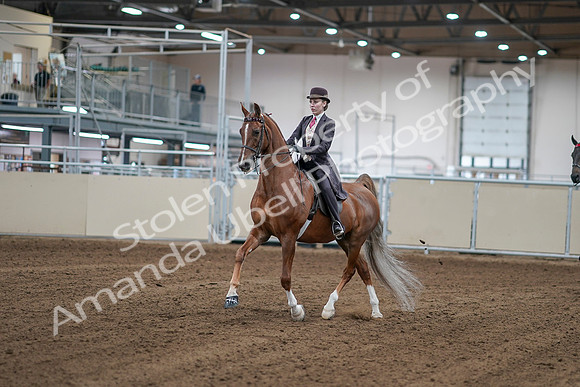2020 - AB Morgan Horse - Sat, Sept 05 - 06139