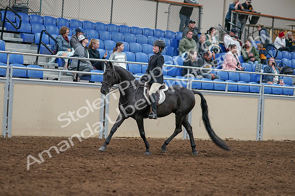 2020 - AB Morgan Horse - Sun, Sept 06 - 07767
