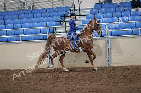 2020 - AB Morgan Horse - Fri, Sept 04 - 05249