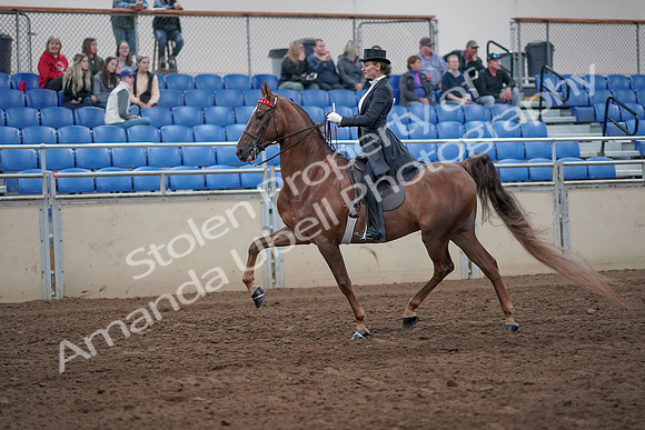 2019 Morgan Horse Show - Aug 31, 2019 - 20359