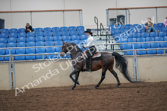 2019 Morgan Horse Show - Aug 30, 2019 - 16877
