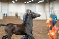 2020 - AB Morgan Horse - Sat, Sept 05 - 00666