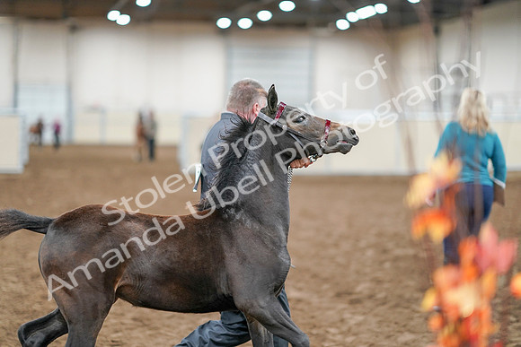 2020 - AB Morgan Horse - Sat, Sept 05 - 00666