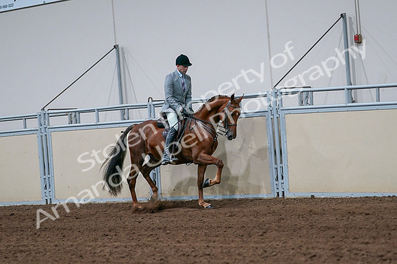 2020 - AB Morgan Horse - Fri, Sept 04 - 01777