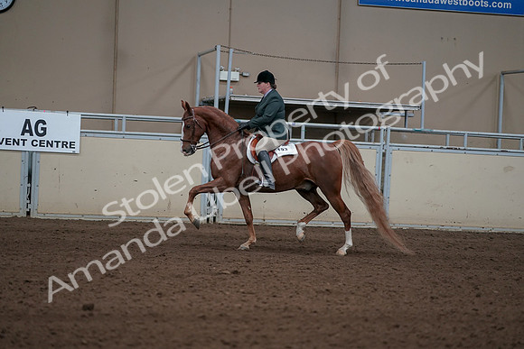 2019 Morgan Horse Show - Sept 01, 2019 - 12220