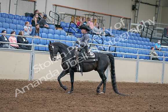 2020 - AB Morgan Horse - Fri, Sept 04 - 08274