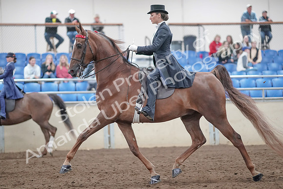 2019 Morgan Horse Show - Aug 31, 2019 - 20458