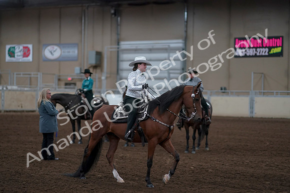 2019 Morgan Horse Show - Sept 01, 2019 - 07255