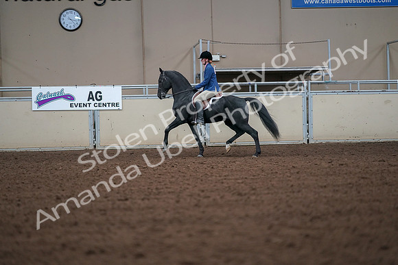 2019 Morgan Horse Show - Aug 30, 2019 - 18381