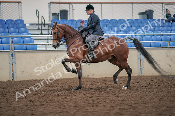 2019 Morgan Horse Show - Aug 30, 2019 - 20371