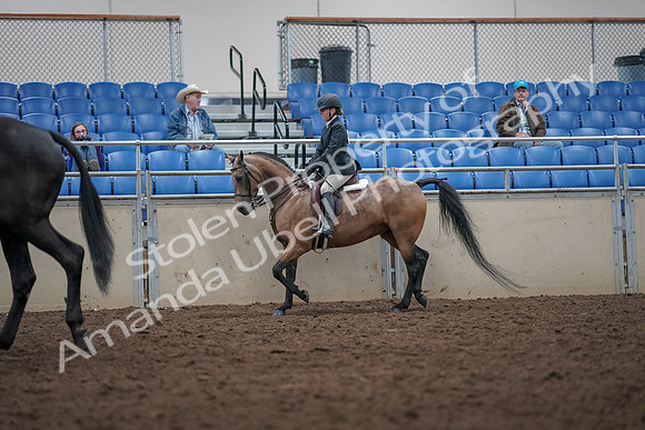 2019 Morgan Horse Show - Aug 31, 2019 - 14911