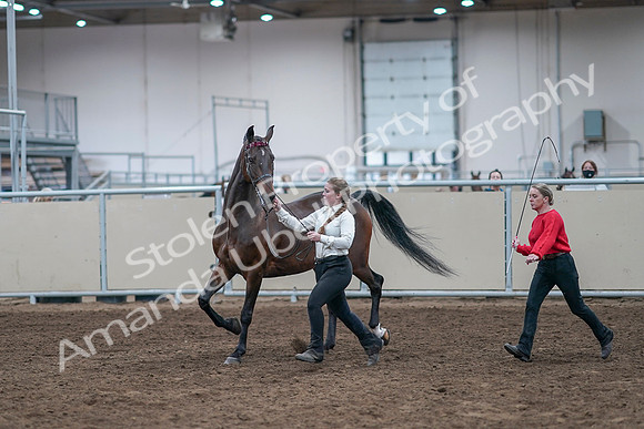 2020 - AB Morgan Horse - Sat, Sept 05 - 00739