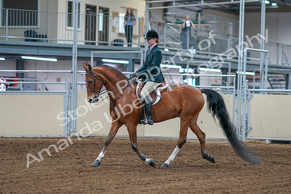 2020 - AB Morgan Horse - Fri, Sept 04 - 01540