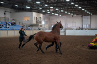 2019 Morgan Horse Show - Aug 31, 2019 - 00995