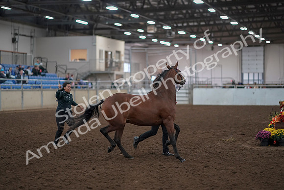 2019 Morgan Horse Show - Aug 31, 2019 - 00995