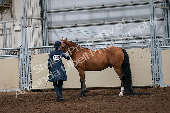 2020 - AB Morgan Horse - Fri, Sept 04 - 00968