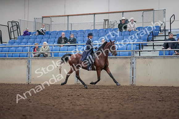 2019 Morgan Horse Show - Aug 31, 2019 - 09531