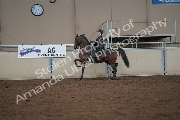 2019 Morgan Horse Show - Aug 30, 2019 - 27977