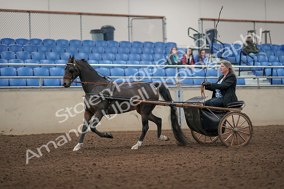 2019 Morgan Horse Show - Aug 31, 2019 - 04389